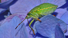 Grüne Stinkwanze_6.jpg